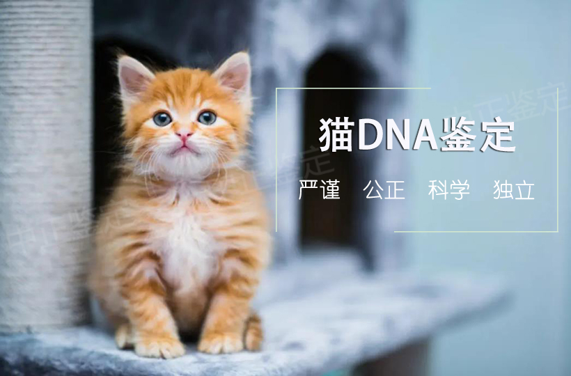 猫做动物亲子鉴定